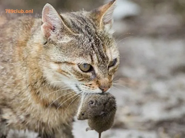 Mơ thấy mèo không hoàn toàn là điềm xấu hay tốt